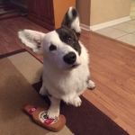 IGideon with dog beer toy